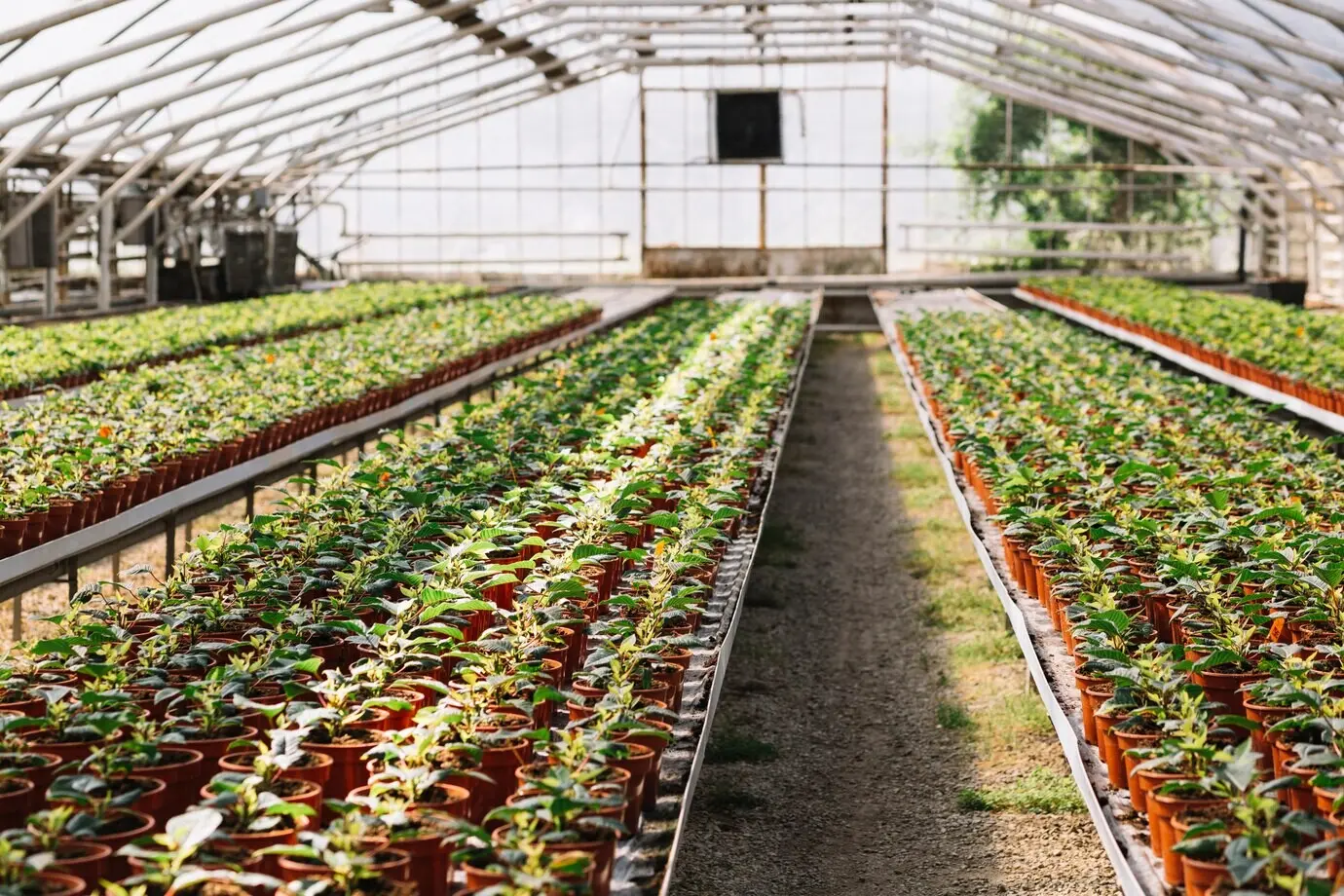 Fresh plants are growing inside the greenhouse.